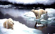 polar_bears_sx.jpg