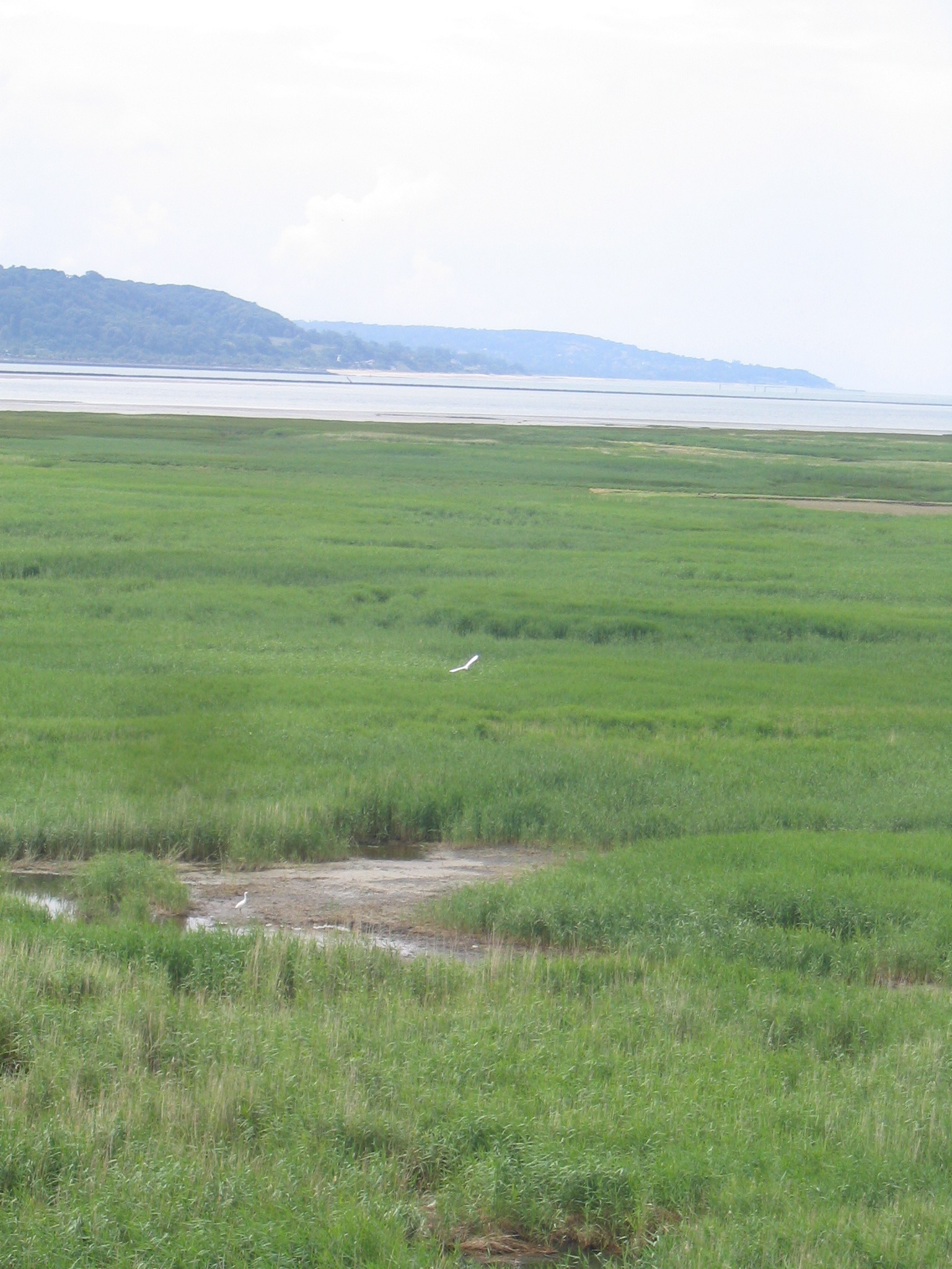 aigrette.jpg