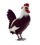 coq